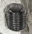 Eldredgeops (Phacops) Trilobite - New York #54997-2